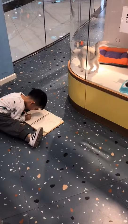 Chết cười cách cậu bé "không có năng khiếu hội họa" muốn vẽ mèo như thật ảnh 2