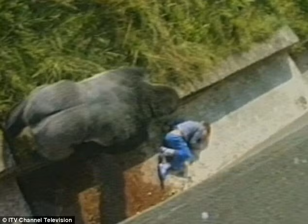 Bé trai 5 tuổi ngã vào chuồng khỉ đột bất tỉnh, con vật cao hơn 2m tiếp cận và những gì diễn ra sau đó khiến người ta vừa thót tim, vừa khó tin - Ảnh 4.