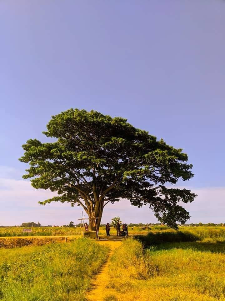 Dân mạng tiếc nuối cây phong ba cô đơn trên đảo Lý Sơn bị bão số 9 đánh gãy ảnh 1 Dân mạng tiếc nuối cây phong ba cô đơn trên đảo Lý Sơn bị bão số 9 đánh gãy ảnh 1