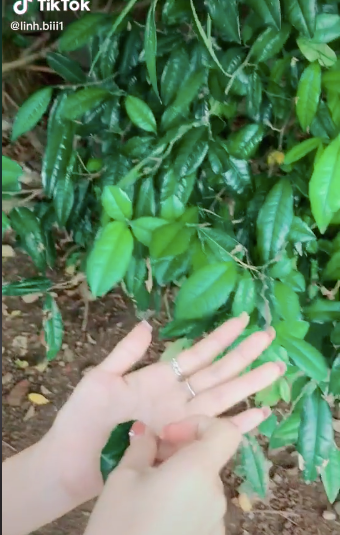 Chiếc lá kì lạ cứ cọ vào tay là ra nhựa trắng, nhưng chớp mắt lại biến mất ảnh 1