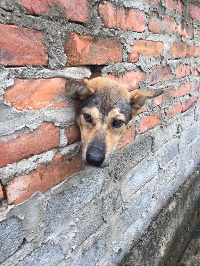 Thót tim màn giải cứu chú chó kẹt đầu như phim Tôn Ngộ Không ảnh 5 Thót tim màn giải cứu chú chó kẹt đầu như phim Tôn Ngộ Không ảnh 5