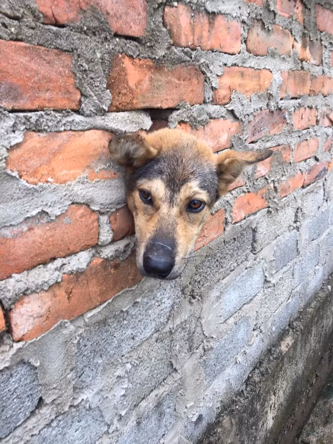 Thót tim màn giải cứu chú chó kẹt đầu như phim Tôn Ngộ Không ảnh 5 Thót tim màn giải cứu chú chó kẹt đầu như phim Tôn Ngộ Không ảnh 5