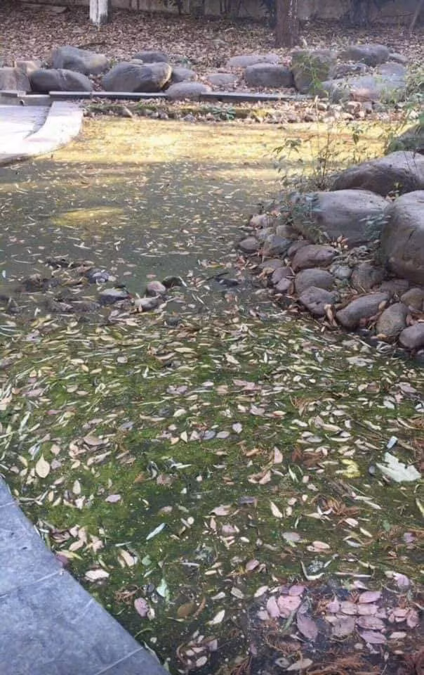 99% người nghĩ rằng đây là cảnh lá rụng kín mặt đất, bạn thì sao? ảnh 1