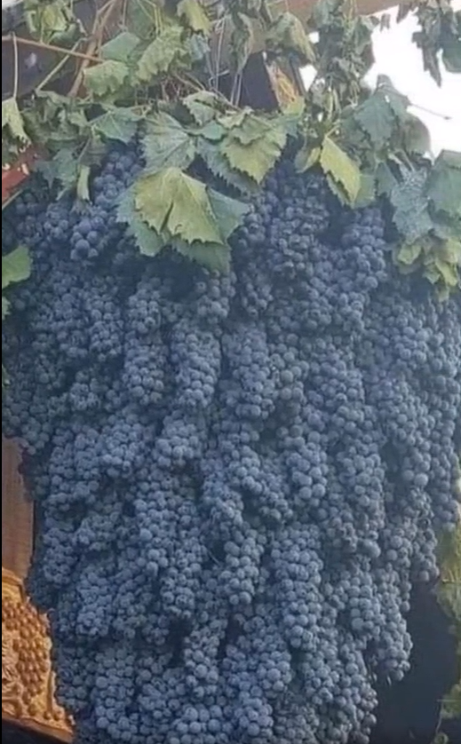 Giàn nho "khủng" sai trĩu cành, cả trăm chùm quả kết lại dày đặc từ ngọn xuống gốc khiến cộng đồng mạng kinh ngạc - Ảnh 2. Giàn nho "khủng" sai trĩu cành, cả trăm chùm quả kết lại dày đặc từ ngọn xuống gốc khiến cộng đồng mạng kinh ngạc - Ảnh 2.