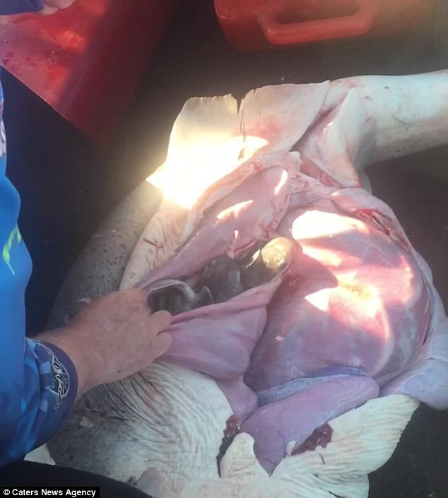 Thấy bụng cá mập đã chết vẫn chuyển động kỳ lạ, người đàn ông cầm dao hành động dứt khoát, nào ngờ cứu được gần 100 sinh mạng - Ảnh 1. Thấy bụng cá mập đã chết vẫn chuyển động kỳ lạ, người đàn ông cầm dao hành động dứt khoát, nào ngờ cứu được gần 100 sinh mạng - Ảnh 1.