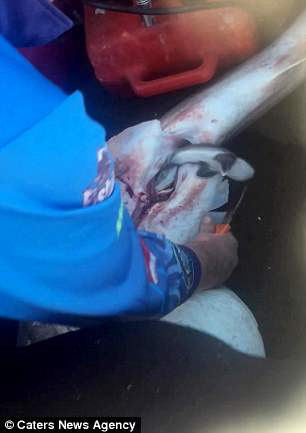 Thấy bụng cá mập chết vẫn chuyển động, người đàn ông mổ ra cứu gần 100 sinh mạng ảnh 4 Thấy bụng cá mập chết vẫn chuyển động, người đàn ông mổ ra cứu gần 100 sinh mạng ảnh 4