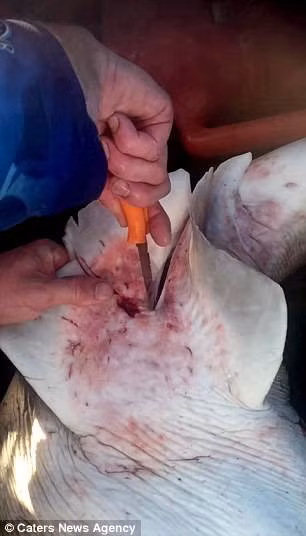 Thấy bụng cá mập chết vẫn chuyển động, người đàn ông mổ ra cứu gần 100 sinh mạng ảnh 2