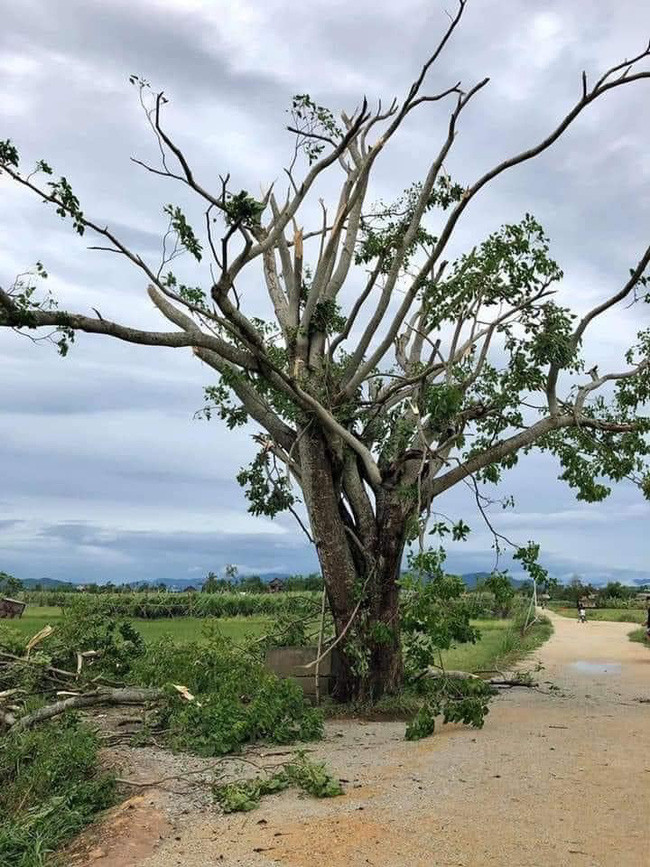 Cây ngô đồng &quot;huyền thoại&quot; có tán lá xòe rộng rất đẹp, thân cổ thụ vững chãi chia làm nhiều nhánh nhỏ. Dưới gốc cây còn có một chiếc giếng nơi thầy giáo Ngạn và Hà Lan cùng nhau ngồi đánh đàn trong phim, nhưng giếng vẫn nguyên vẹn còn cây ngô đồng thì bị gió bão bẻ gãy hết cành lá.