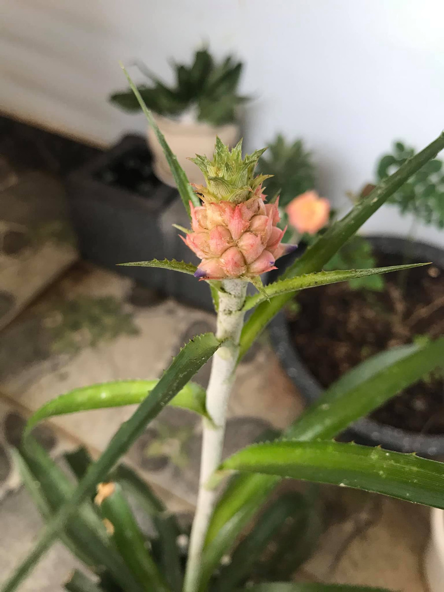 Cô gái cất công trồng dứa, đến khi ra quả ai nấy nhìn thấy “mất hồn” ảnh 2