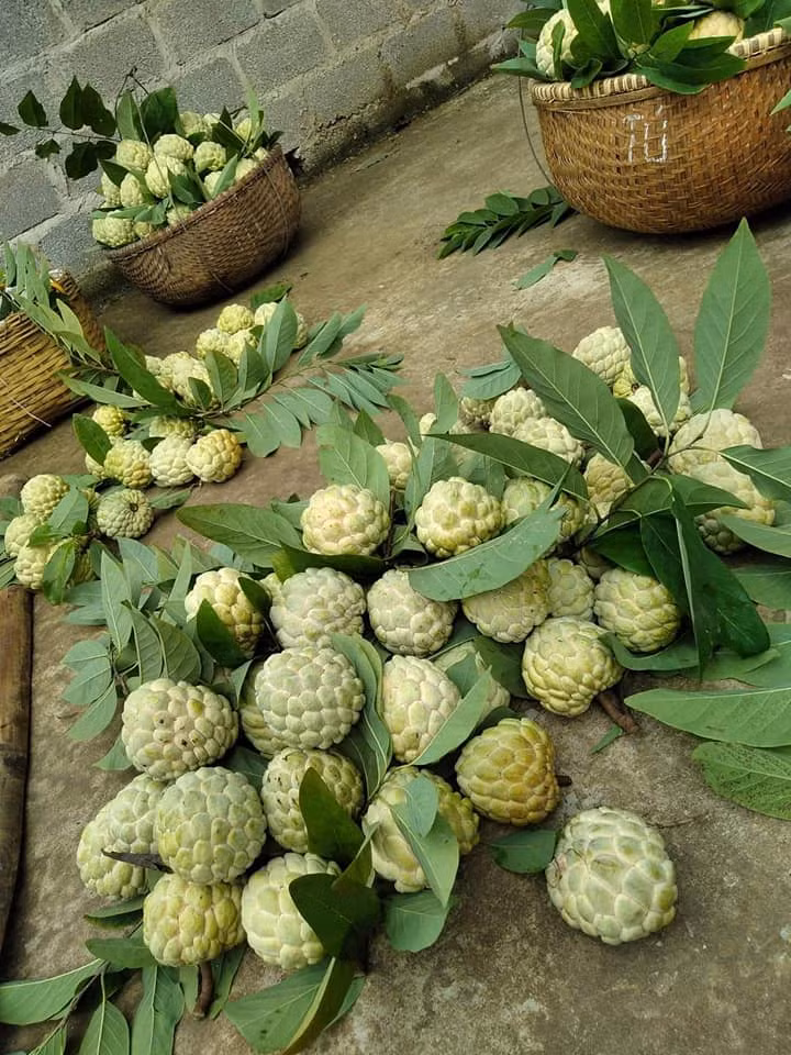 Kinh nghiệm chọn na dai, na bở nhiều cùi, ít hạt của bà nội trợ tuổi 40 Hà Nội - Ảnh 1.