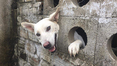 Thót tim màn giải cứu chú chó kẹt đầu như phim Tôn Ngộ Không ảnh 4 Thót tim màn giải cứu chú chó kẹt đầu như phim Tôn Ngộ Không ảnh 4