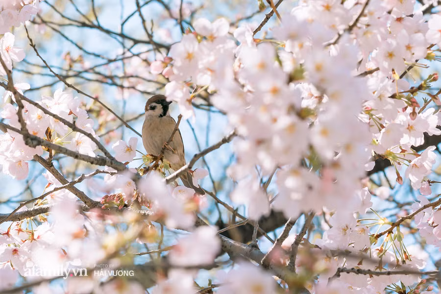 Đẹp ngây ngất cảnh tượng toàn bộ thủ đô Tokyo được bảo trùm trong sắc hoa anh đào nở sớm nhất trong 1.200 năm - Ảnh 5.