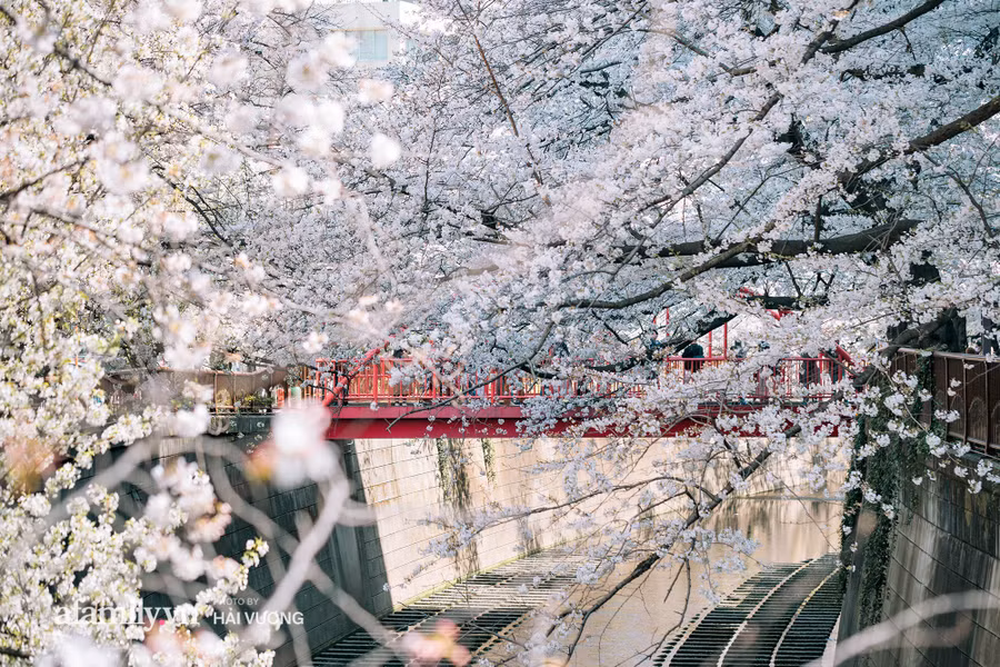 Ngỡ ngàng cảnh hàng trăm nghìn cây hoa anh đào nở sớm ở Tokyo ảnh 3