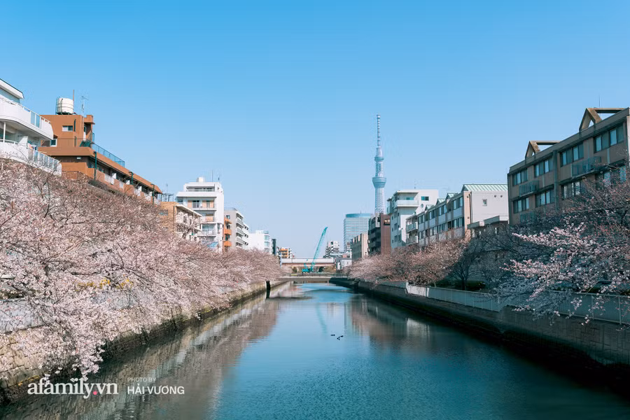 Ngỡ ngàng cảnh hàng trăm nghìn cây hoa anh đào nở sớm ở Tokyo ảnh 10