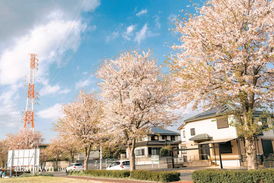 Ngỡ ngàng cảnh hàng trăm nghìn cây hoa anh đào nở sớm ở Tokyo ảnh 18