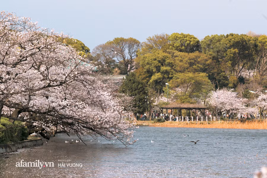 Ngỡ ngàng cảnh hàng trăm nghìn cây hoa anh đào nở sớm ở Tokyo ảnh 8