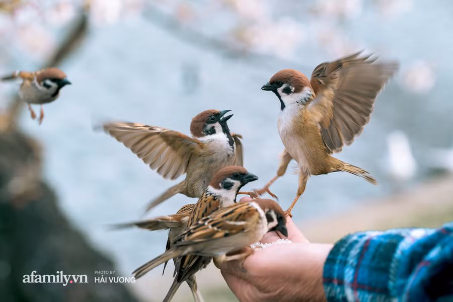 Ngỡ ngàng cảnh hàng trăm nghìn cây hoa anh đào nở sớm ở Tokyo ảnh 20