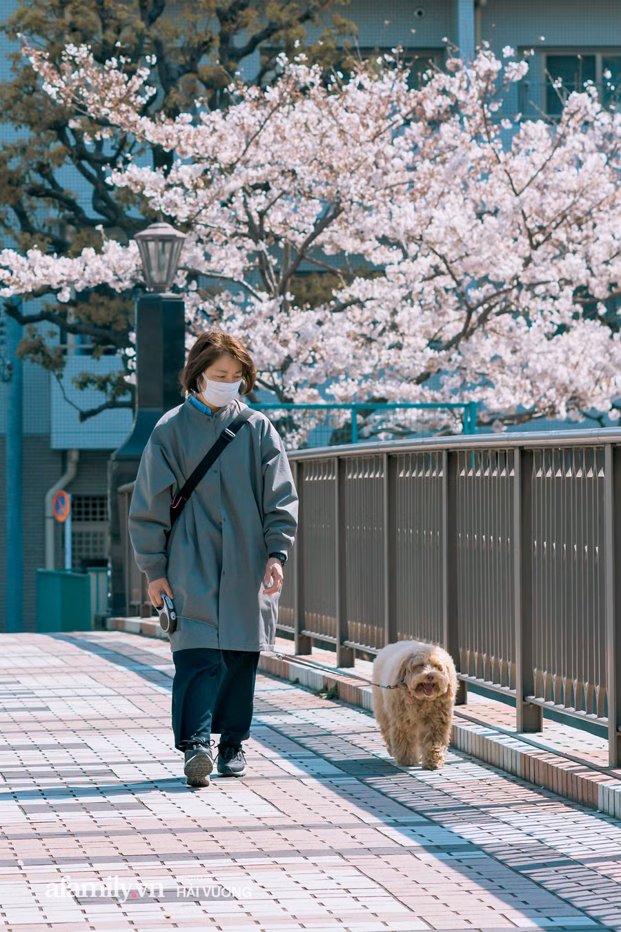 Ngỡ ngàng cảnh hàng trăm nghìn cây hoa anh đào nở sớm ở Tokyo ảnh 4