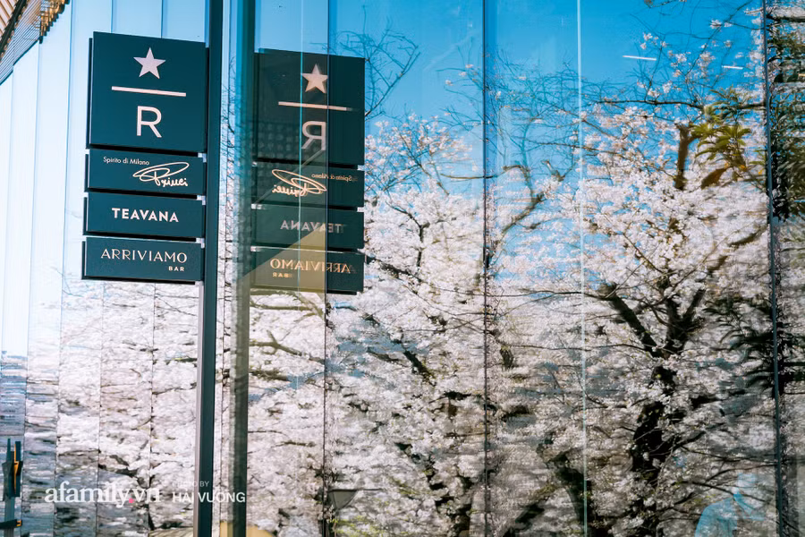 Ngỡ ngàng cảnh hàng trăm nghìn cây hoa anh đào nở sớm ở Tokyo ảnh 21