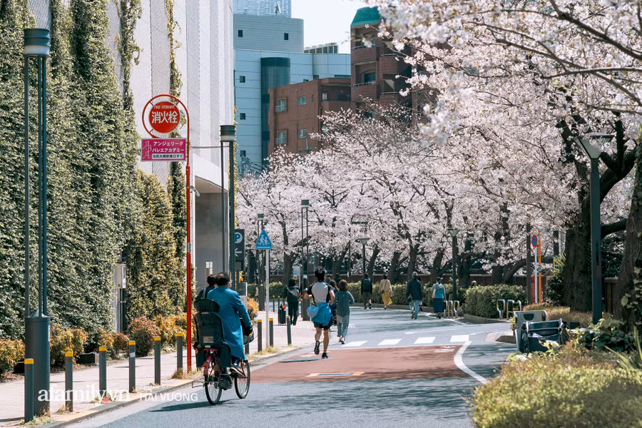 Đẹp ngây ngất cảnh tượng toàn bộ thủ đô Tokyo được bảo trùm trong sắc hoa anh đào nở sớm nhất trong 1.200 năm - Ảnh 6.
