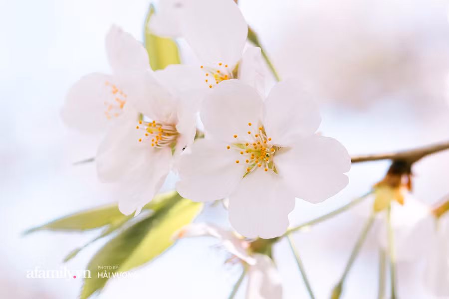 Ngỡ ngàng cảnh hàng trăm nghìn cây hoa anh đào nở sớm ở Tokyo ảnh 24