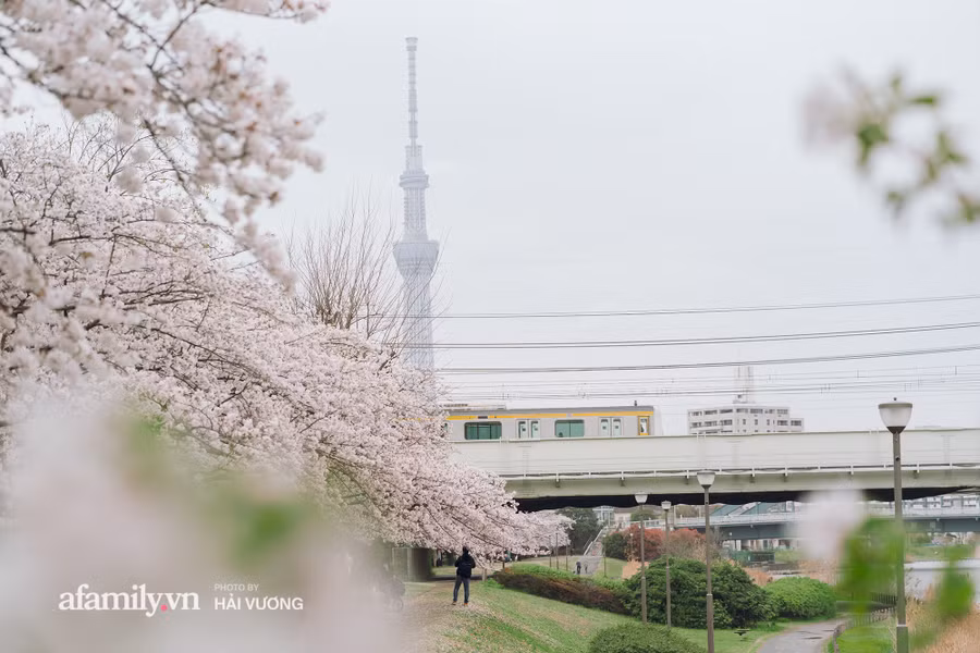 Ngỡ ngàng cảnh hàng trăm nghìn cây hoa anh đào nở sớm ở Tokyo ảnh 11