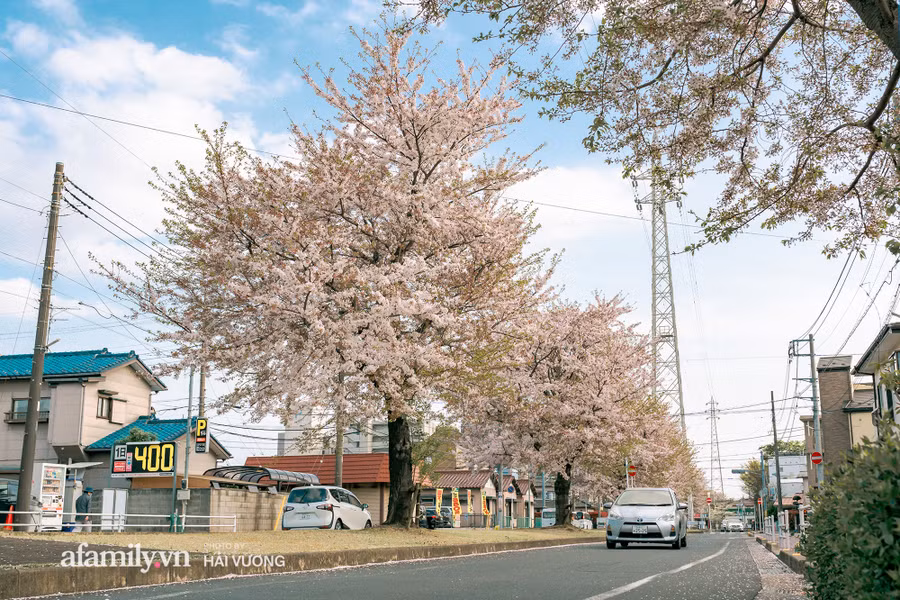 Ngỡ ngàng cảnh hàng trăm nghìn cây hoa anh đào nở sớm ở Tokyo ảnh 9