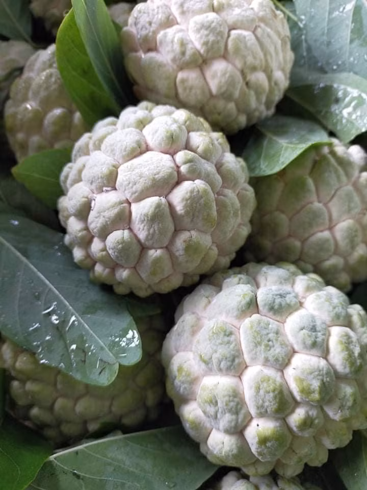 Kinh nghiệm chọn na dai, na bở nhiều cùi, ít hạt của bà nội trợ tuổi 40 Hà Nội - Ảnh 3.