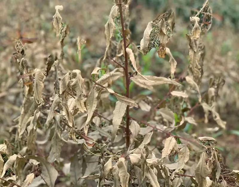 Có 289 hộ gia đình, cá nhân với diện tích 339 hecta cây trồng bị tình trạng chết khô, héo lá - Ảnh T.L