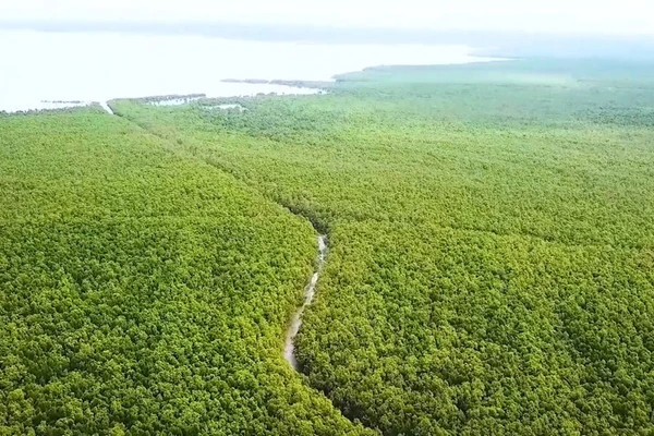 Vườn Quốc gia Mũi Cà Mau, lá phổi xanh của Cà Mau và vùng ĐBSCL.