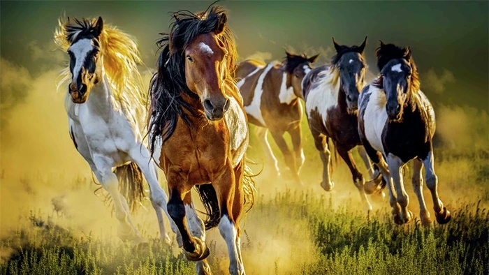 Hành trình ghi lại linh hồn tự do của loài ngựa