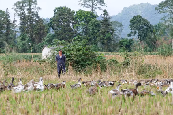 Gia đình ông Lục Văn Phong, xóm Bản Luông - Nà Sa, xã Đình Phong, hiện nuôi 400 con vịt thả đồng.