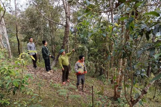 Cán bộ Hạt Kiểm lâm Tủa Chùa phối hợp với người dân tuần tra bảo vệ rừng.