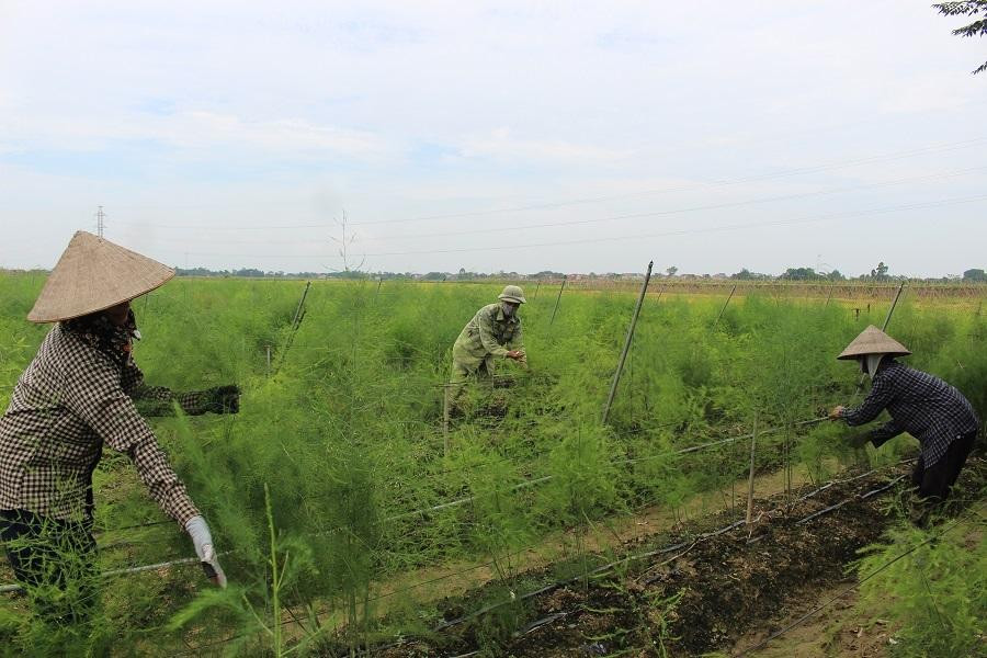 Người dân huyện Vĩnh Tường áp dụng kỹ thuật trong sản xuất nông nghiệp. Người dân huyện Vĩnh Tường áp dụng kỹ thuật trong sản xuất nông nghiệp.