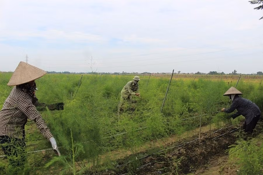 Người dân huyện Vĩnh Tường áp dụng kỹ thuật trong sản xuất nông nghiệp.