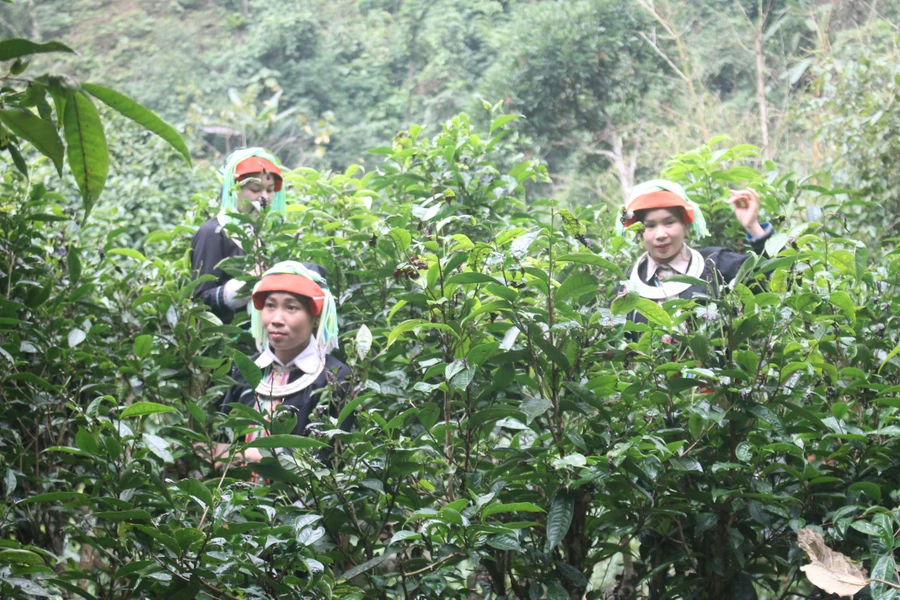 Đặc sản chè Shan tuyết Hà Giang được coi là cây thoát nghèo của nhiều gia đình tại xã vùng cao Cao Bồ, huyện Vị Xuyên, tỉnh Hà Giang.