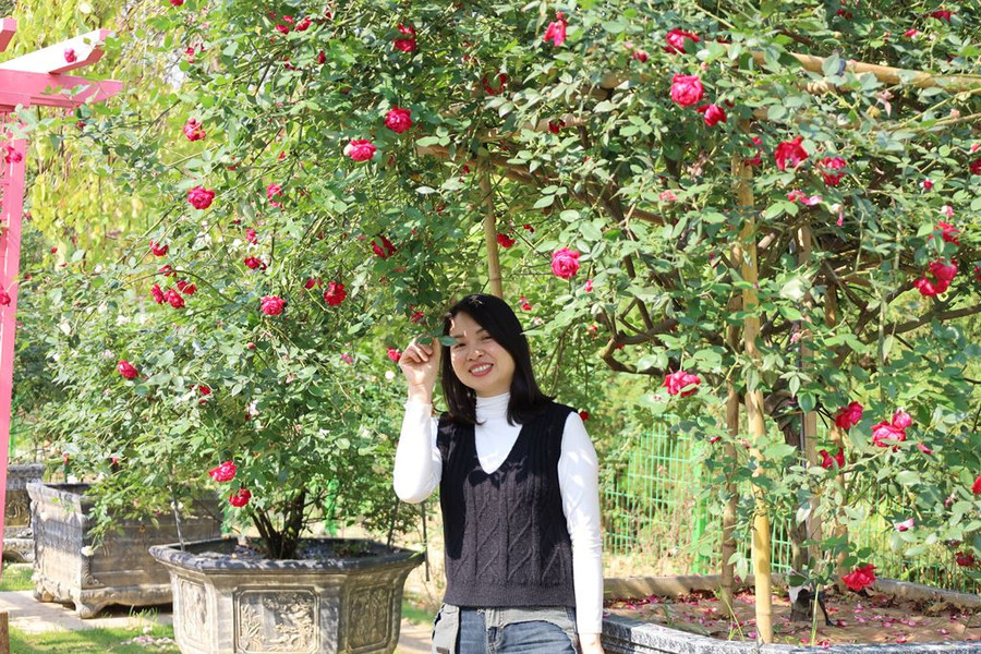 Những tán hồng cổ từ 3-7m2