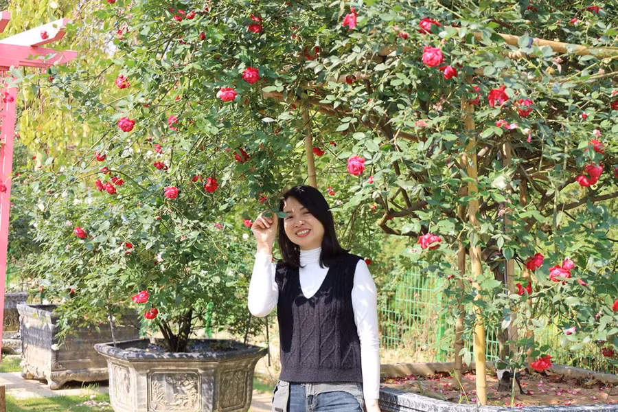 Những tán hồng cổ từ 3-7m2