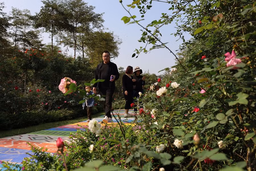 Du khách ngỡ ngàng với vẻ đẹp của các loài hoa hồng trong nắng Xuân.