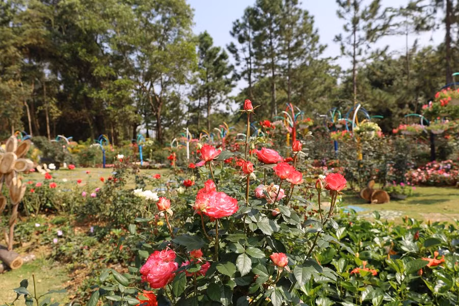 Vườn hồng đa sắc màu.