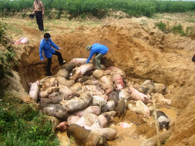 Tiêu hủy lợn dịch. Ảnh minh họa.