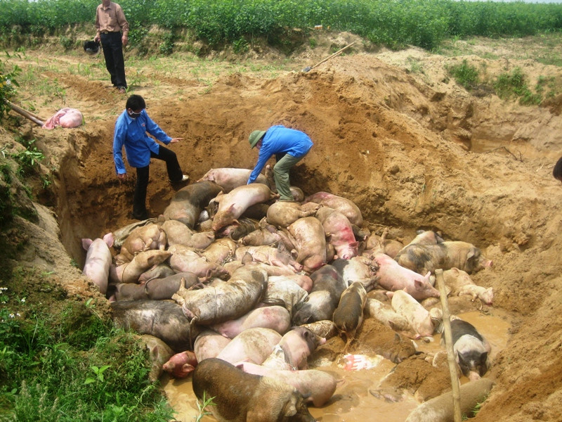 Tiêu hủy lợn dịch. Ảnh minh họa.