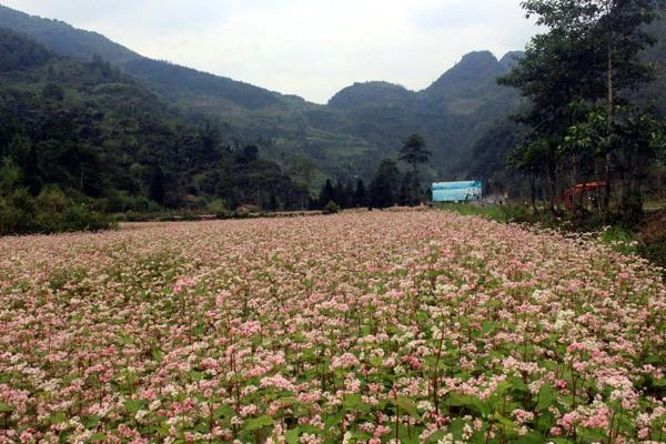 Hoa tam giác mạch bắt đầu nở trên Cao nguyên đá Đồng Văn. 