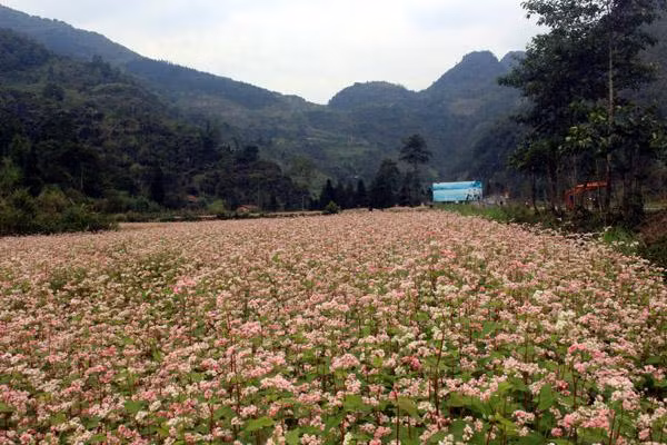 Hoa tam giác mạch bắt đầu nở trên Cao nguyên đá Đồng Văn. 