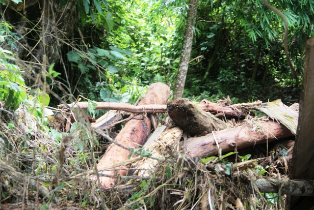 Từ trong rừng trôi ra đọng lại