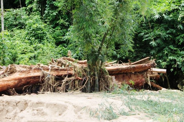 Mắc kẹt ở gốc bụi luồng