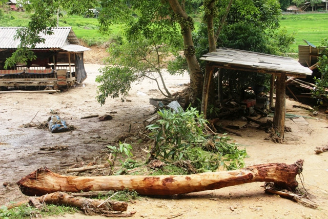 Một cây gỗ lớn bị lũ cuốn từ rừng ra