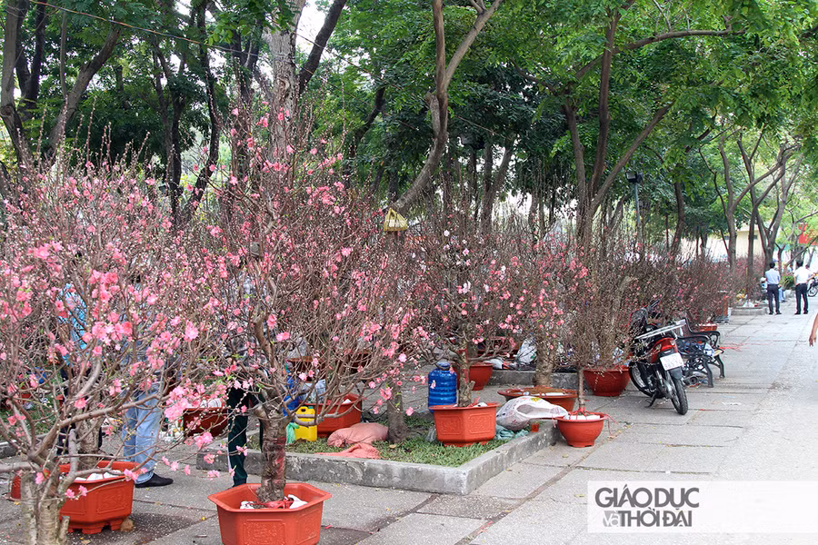 Hoa đào được trưng bày khắp một con phố dài.