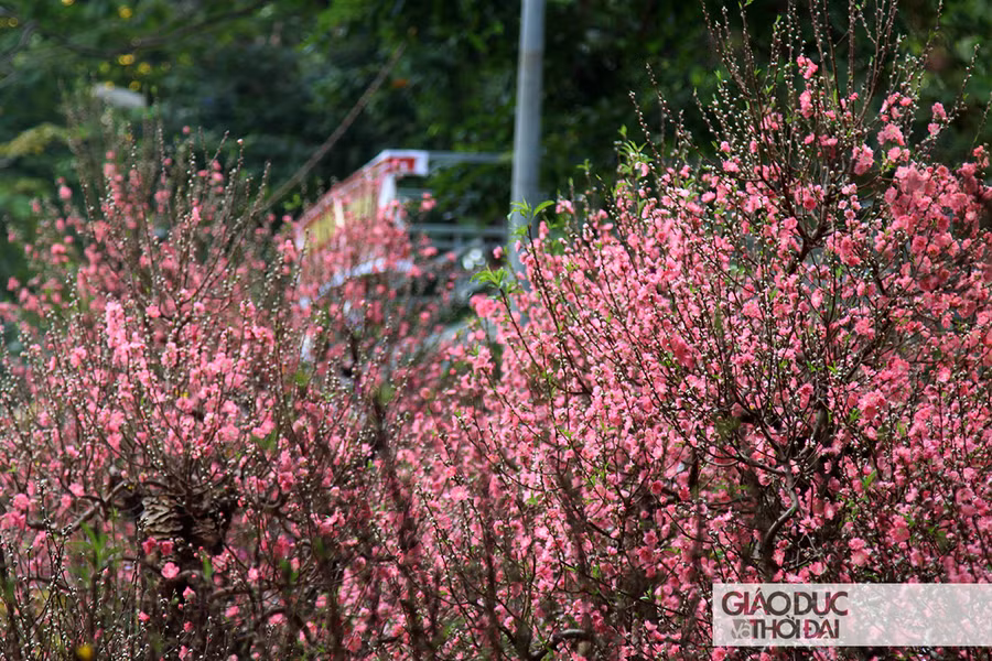 Hàng nghìn gốc đào sau khi gỡ bỏ lớp bảo vệ bên ngoài, lộ dáng cây và trổ bông rực rỡ.