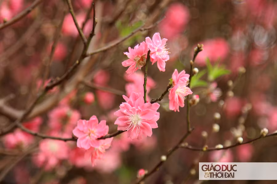 Bích Đào nở rộ thu hút người dân thành phố.